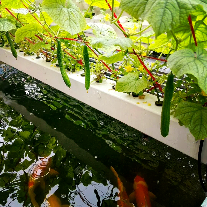 洛阳市大棚鱼菜共生 - 推荐